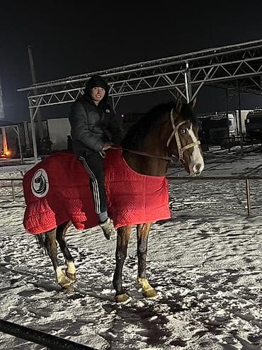 кой айдаган ит: Сатам | Байтал | Көбөйтүү үчүн — 1