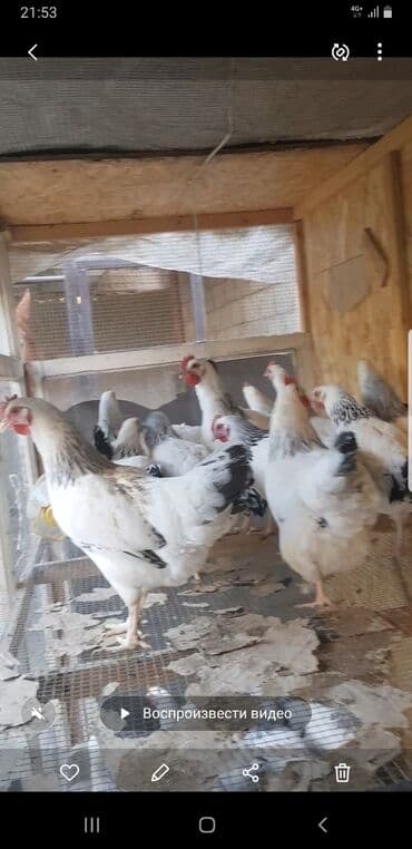 продать животных: Продаю | Куры | Суссекс | Для разведения — 1