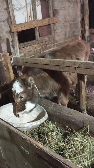 бигль собака: Продаю | Тёлка — 2