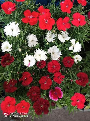 резный: Рассада цветущих однолетников в кассетах - Бархатцы (Tagetes) — 10