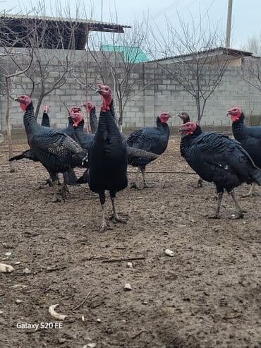 клетка для крыс: Продаю | Индюк (самец) | Для разведения | Племенные — 5