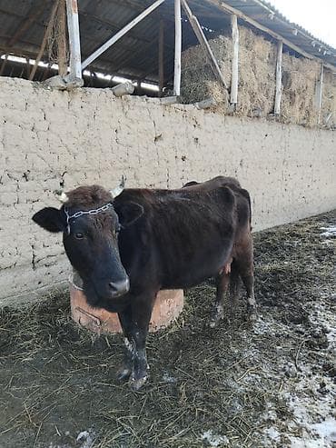 бенгальская кошка домашняя: Продаю | Корова (самка) | Для молока — 6