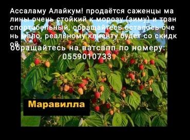 Газон: Саженцы малины сорта Маравилла. - Ремонтантный крупноплодный сорт с — 1