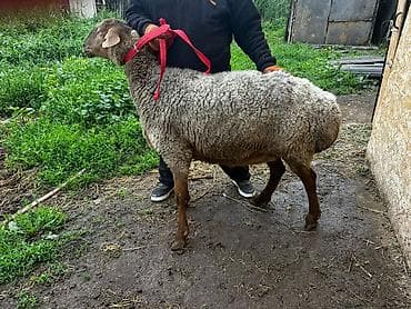 собака як: Продаю | Овца (самка) | Для разведения | Котные — 4