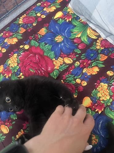 Кошки: 🐾 Котята ищут добрые и любящие руки! 🐾 Отдаем очаровательных котят в — 9