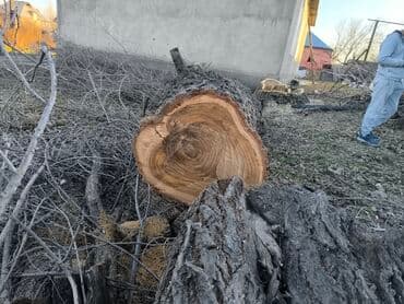 игровой стол купить: Бревно лиственных пород, свежеспиленное. - Крупномерный ствол — 1