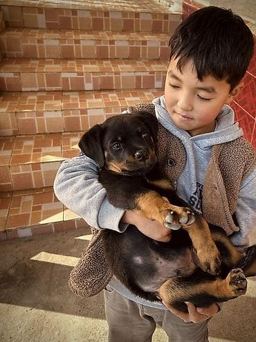 пони пони: Ротвейлер 3месяца кобель Крупная,чистокровная порода,уже знает — 3