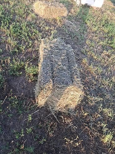 куплю сено тюк: Сено в тюках - Прессованное сено в прямоугольных тюках, полевая — 3