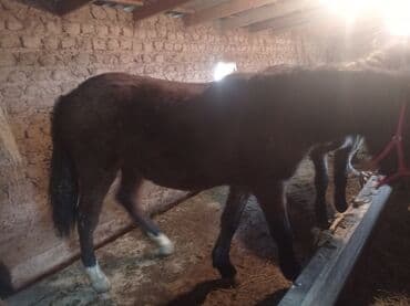 дойних коров: Продаю | Жеребенок | Для разведения | Племенные — 2