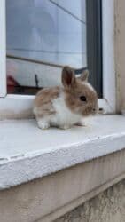 декоротивный кролик: Кролик с окрасом, сочетающим белый и светло-коричневый цвета. Обладает — 7