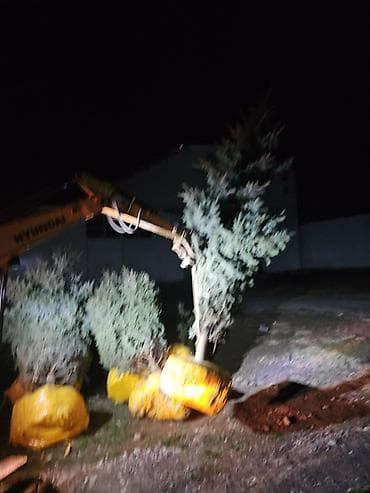 сеянцы голубой ели: Ель голубая (Picea pungens) с закрытой корневой системой в земляном — 6