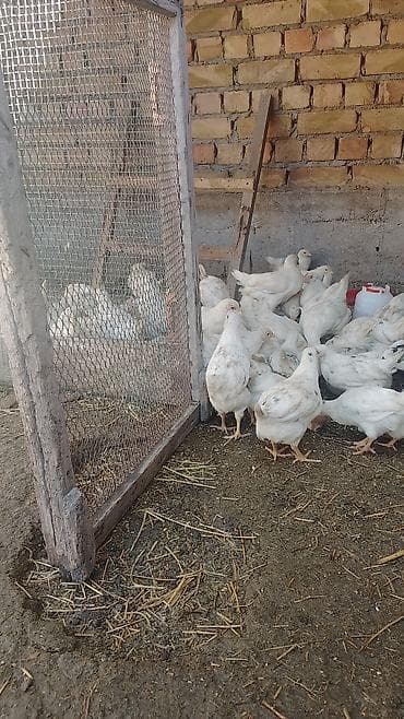 домашняя птица: Продаю | Цыплята | Хай-Лайн Соня Грей — 1