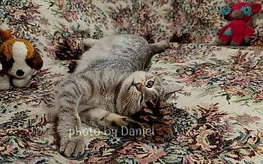 ветеринарная клиника токмок: Отдам кошечку — 1