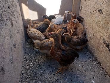 корм для курей: Продаю | Цыплята — 1