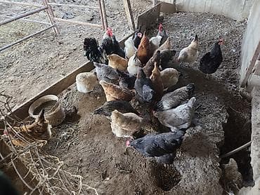 шотландская кошка цена бишкек: Продаю домашние куры — 2