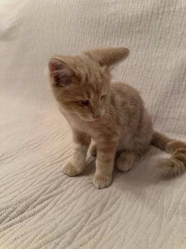 d cat: Кошка даром: Беспородная, Мальчик, Приучена к лотку — 9