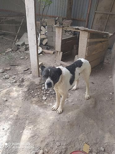 Алабай (среднеазиатская овчарка), кобель. Окрас бело‑черный, крупный