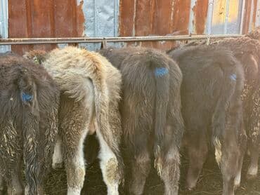 продам бу оборудование для птицефабрики: Продаю | Бык (самец) | Полукровка | На откорм | Искусственник — 10