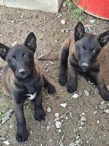 белгинский афчарка малинуа: Бельгийская овчарка, 2 месяца, Самка, С родословной, С прививкой — 2
