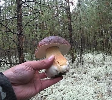 Козу карындар: 🍄‍🟫 СУШЁНЫЕ БЕЛЫЕ ГРИБЫ — АРОМАТ ЛЕСА У ВАС ДОМА! 🍄‍🟫 Предлагаем — 1