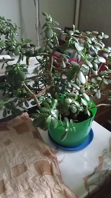 пеларгони: Комнатные растения в горшках - Пеларгония (герань) — несколько — 4