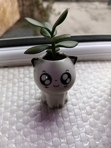 хризантема в горшке купить: Очаровательный хлорофитум и денежное дерево в прекрасном кашпо! Для — 5