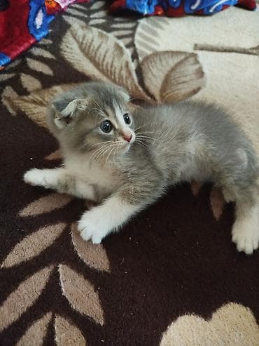 кошки веслоухие: Котёнок с загнутыми ушками, окрас серо-белый с белыми лапками и — 2