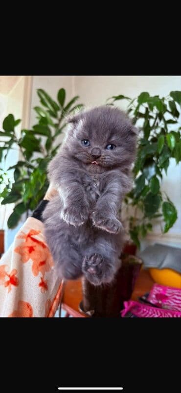 скоттиш фолд цена: Продаются шотландские чистокровные котята. В хорошие руки. Приучены к — 1
