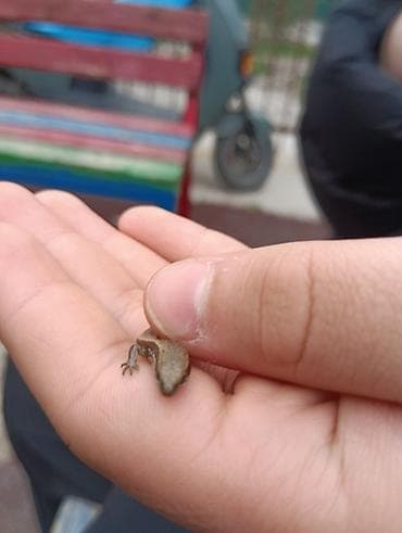 русская синяя кошка: Маленькая ящерица (домашний питомец/для террариума). Описание: - — 2