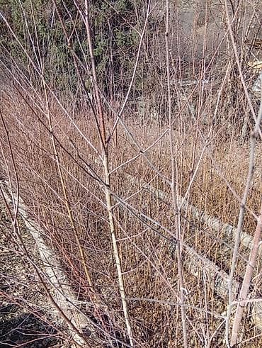 Продукты питания: Саженцы деревьев: Берёзы, Самовывоз — 4