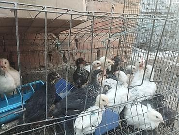 купить собаку в бишкеке: Продаю цыплят — 3