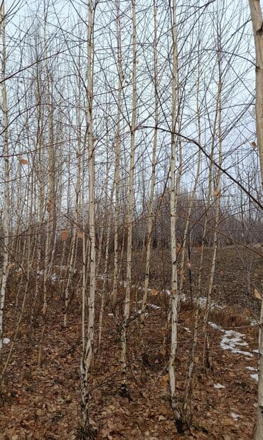 насос скважины: Саженцы деревьев: Берёзы — 3