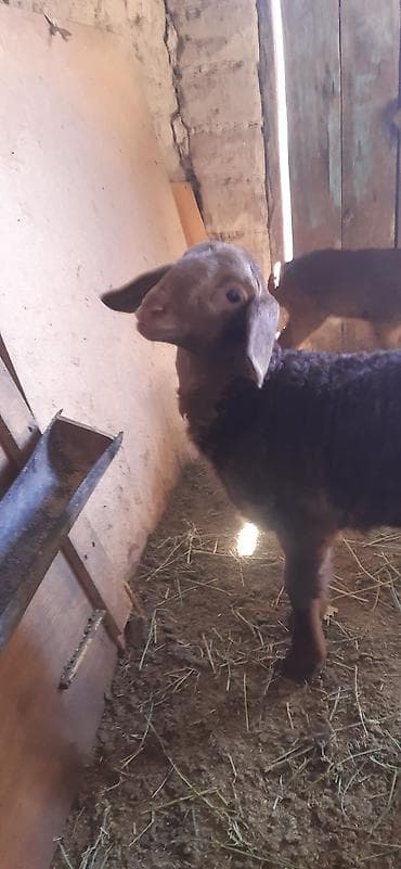 кой бишкек: Сатам | Ургаачы кой (ургаачы), Козу — 6