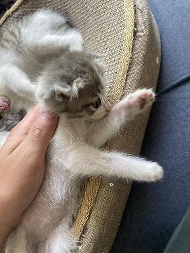 Мышыктар сатылат: Котята, домашние, ручные. Описание: - Возраст –2 месяца. - Окрас — 4