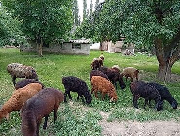 домашний кур: Продаю | Овца (самка) | Для разведения | Матка — 4
