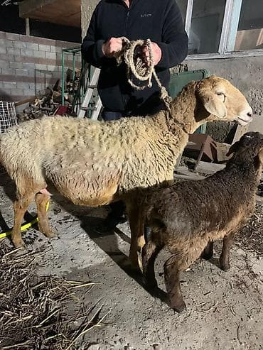 порода: Продаю | Овца (самка) | Арашан — 6