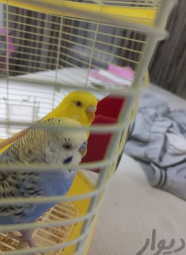 карова стелный: Волнистые попугаи с клеткой и аксессуарами. Состав набора: - Два — 1