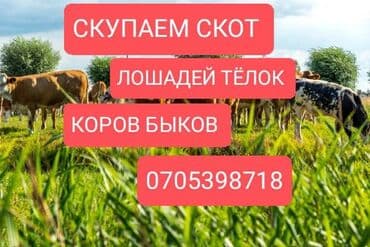 домик для кошки многоуровневый: Сатып алам | Уйлар, букалар, Жылкылар, аттар, Башка а/ч жаныбарлары | Күнү-түнү, Бардык шартта, Союлган — 1