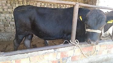 ара цена: Продаю | Бык (самец) — 10