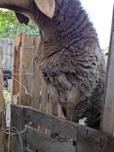 куда отдать собаку бишкек: Продаю | Овца (самка) | Арашан | Для разведения | Племенные — 3