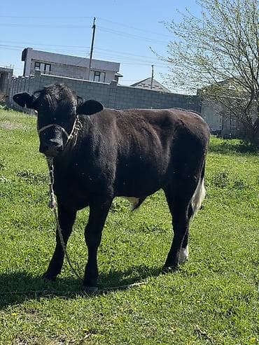 собаки курцхаар: Продаю | Бык (самец) | Ангус | Племенные — 2