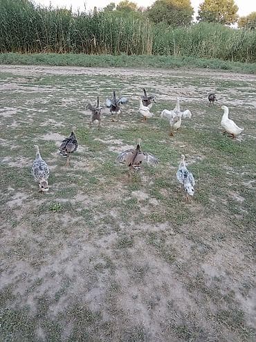 25 шт, по 1600с окончательно. Химию не кушает, только натуралые:трава