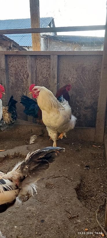 Үй жаныбарлары үчүн товарлар: Сатам | Короздор | Көбөйтүү үчүн — 3