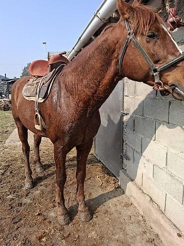 Башка жаныбарлар: Сатам | Байтал | Жумушка — 1