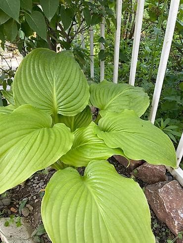 тай полукровка: Хоста — 1