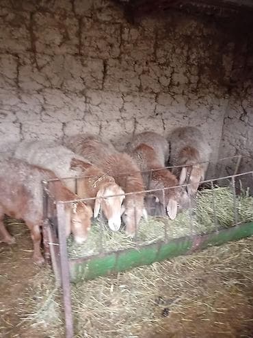 яйца для инкубатор: Продаю | Овца (самка), Баран (самец) — 1