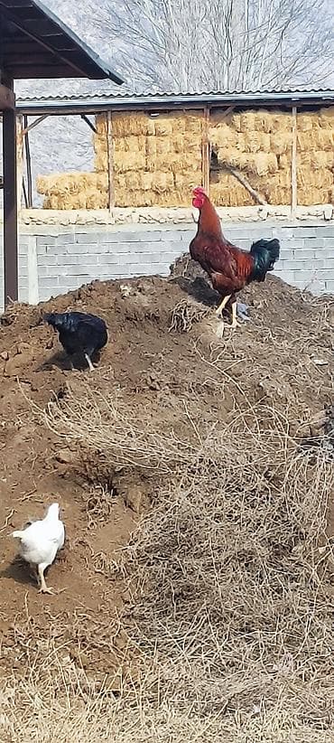 куры обмен: Продаю | Куры, Петух | Полубрама, Домашняя | На забой, Для разведения, Несушки — 3