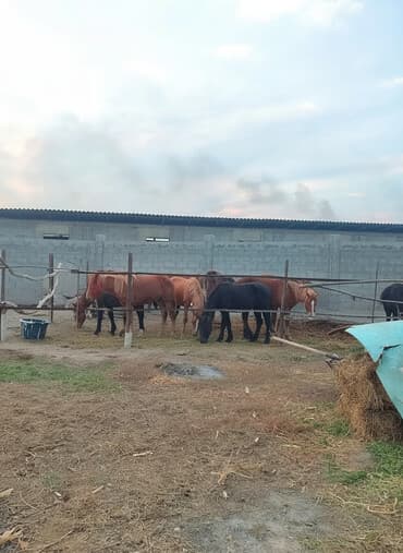 продажа домашних животных: Продаю эркек тайлар ургачый тай полторашка с России 10 голов — 1