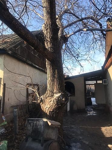 Орех на корню. Возраст ~40 лет. Охват у основания 210-220 см. Основной at lalafo.kg Орех на корню. Возраст ~40 лет. Охват у основания 210-220 см. Основной