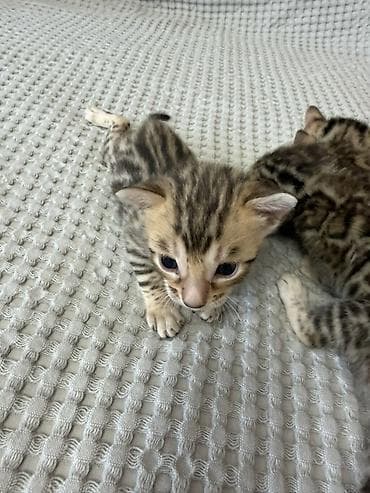 где можно взять кошку: Бенгальские котята (помёт от чистокровной бенгальской кошки) Готовы к — 4
